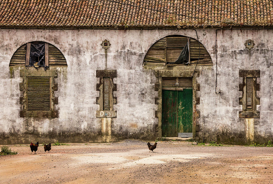 Rustic Building with Chickens Photograph by Denise Kopko