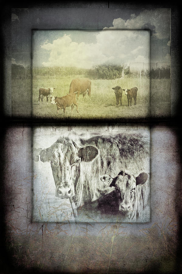 Rustic Cow Collage Photograph by Ann Powell