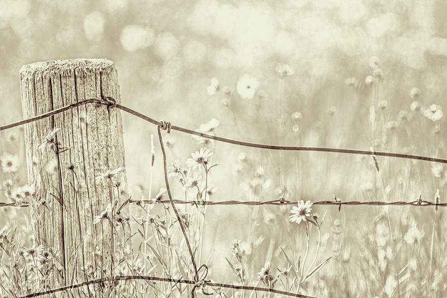 Rustic Fence and Wildflowers Sepia Photograph by Jennie Marie Schell