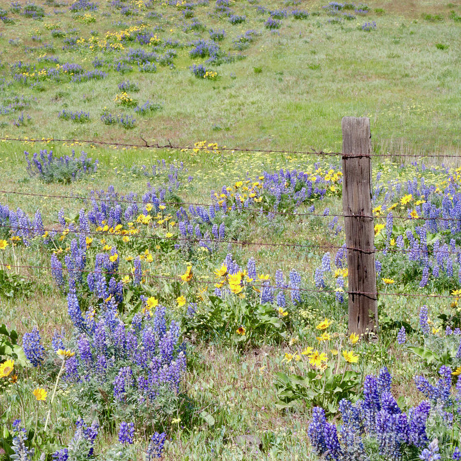 Rustic Fence Post with Wildfowers Square Photograph by Carol Groenen