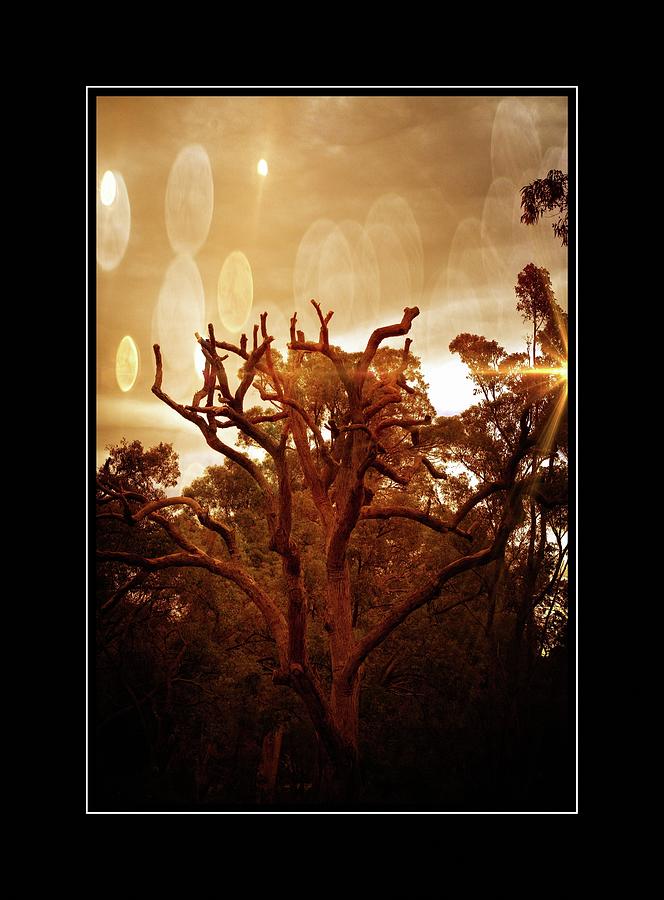 Rustic Glowing Tree Photograph by Michelle Liebenberg