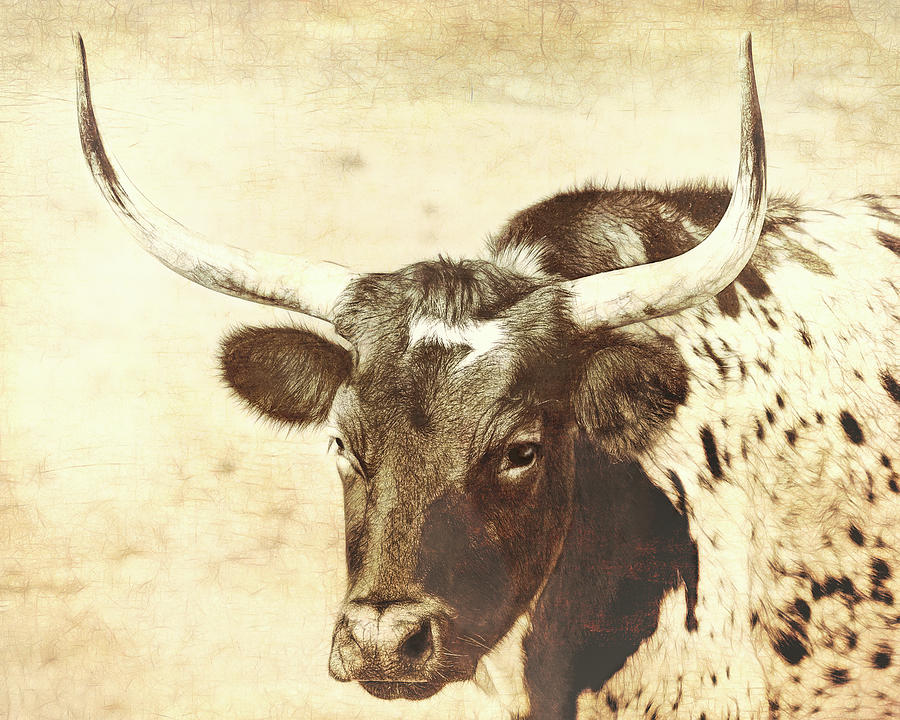 Rustic Longhorn Cow textured photograph Photograph by Ann Powell - Fine ...