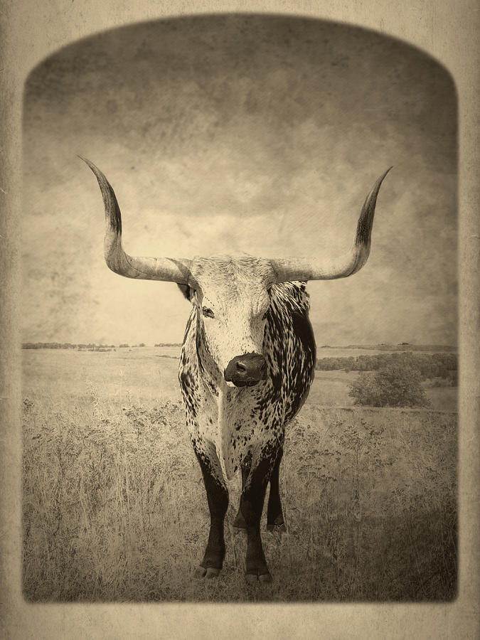 Rustic Longhorn Vintage Style photograph Photograph by Ann Powell