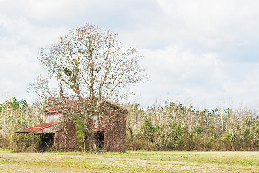 Rustic Old Wooden Barn And Large Tree In Onslow County North Ca Photograph
