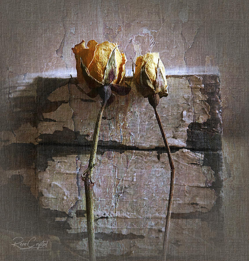 Rustic Roses Photograph by Rene Crystal