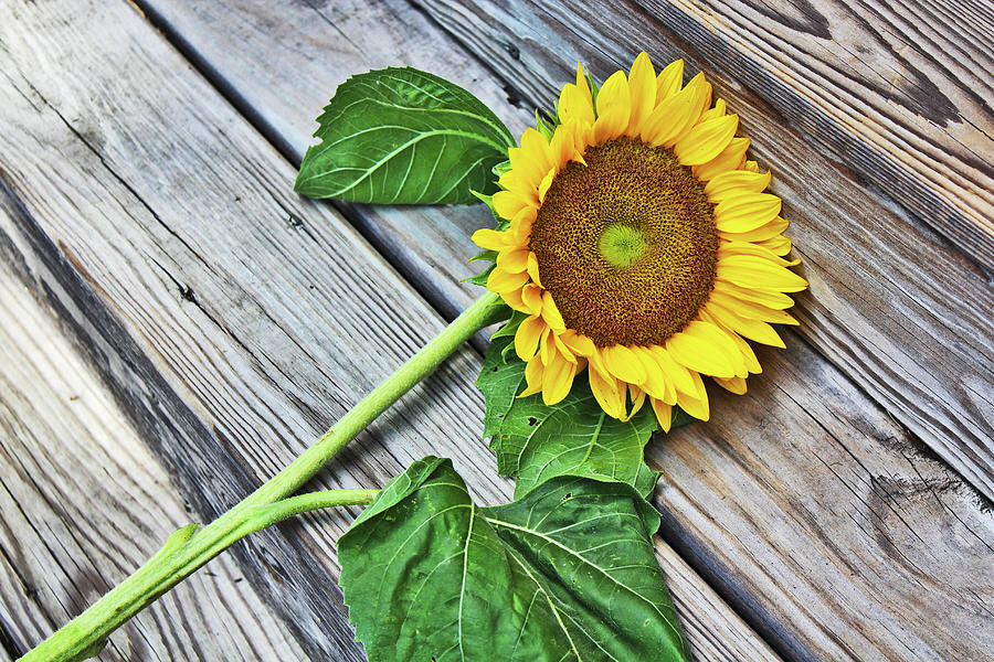 Rustic Sunflower  Photograph by Linda Sannuti