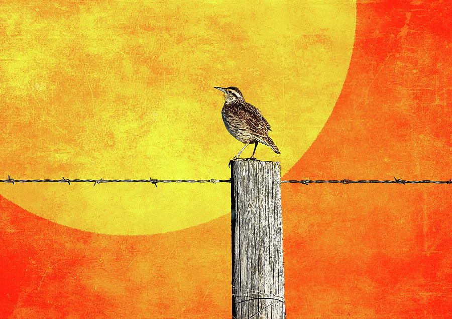 Rustic Western Meadowlark Sunshine Texture Mixed Media by Dan Sproul