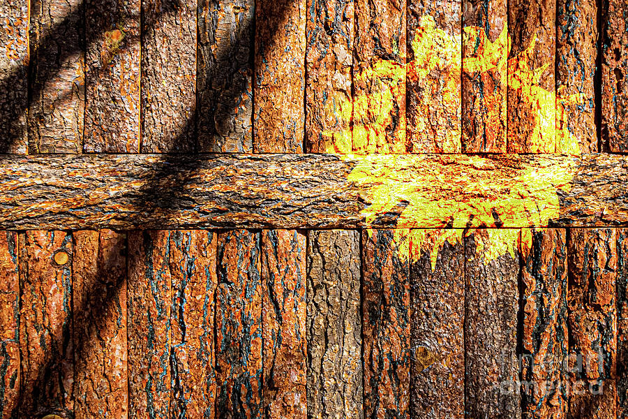 Rustic Wood Wall and Sunflower Photograph by Thomas Marchessault
