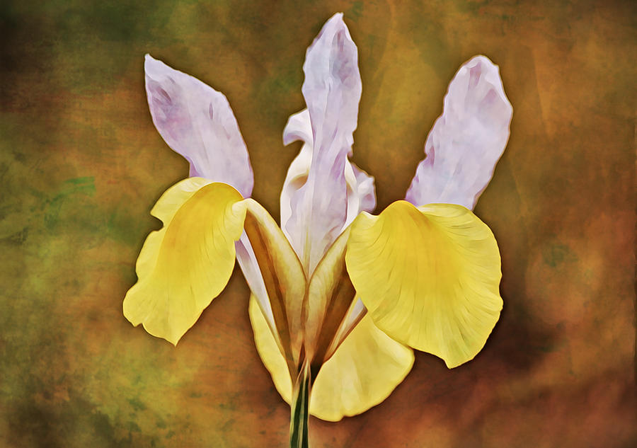 Rustic Yellow White Dutch Iris Photograph by Gaby Ethington