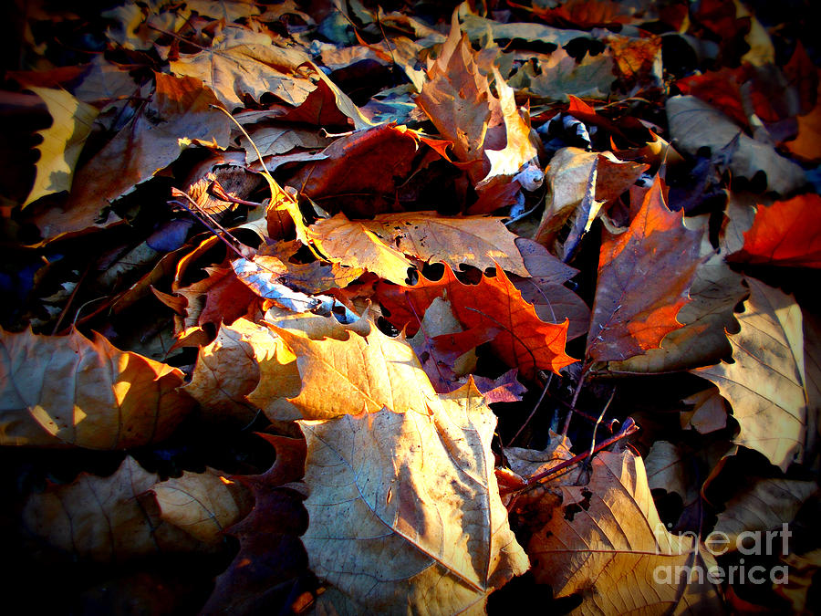 Rustling Autumn Golden Hour Leaves Photograph