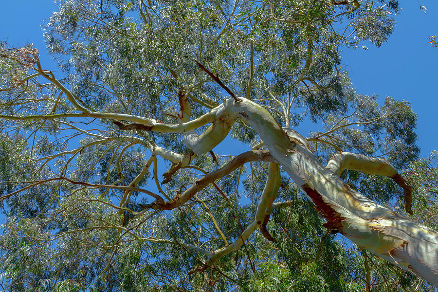 Rustling Eucalyptus Tree Photograph by Bonnie Follett