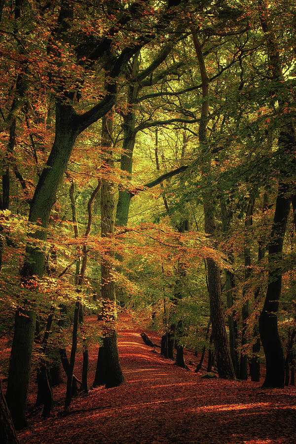 Nature Photograph - Rustling foliage #2 by Augenwerk Susann Serfezi