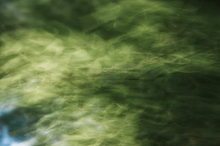 Rustling Leaves Photograph by Ada Weyland