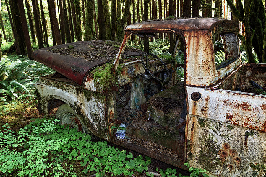 Rusty 1962 F100 Ford Pickup Truck Overgrown with Moss and Ferns in Olympic National Park Quinault Photograph by Kathleen Bishop