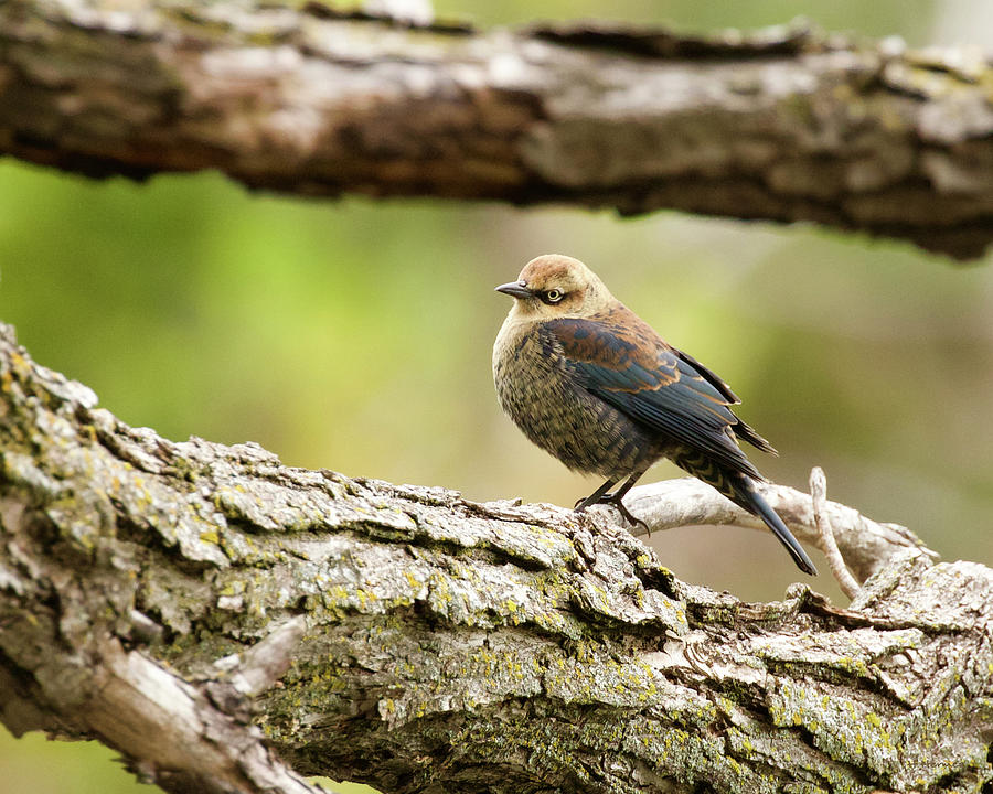 Rusty Blackbird Photograph by Hermes Fine Art