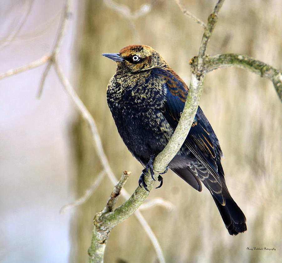 Rusty Blackbird II  Photograph by Mary Walchuck