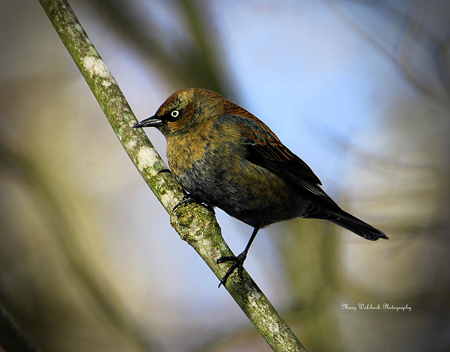 Rusty Blackbird Photograph by Mary Walchuck