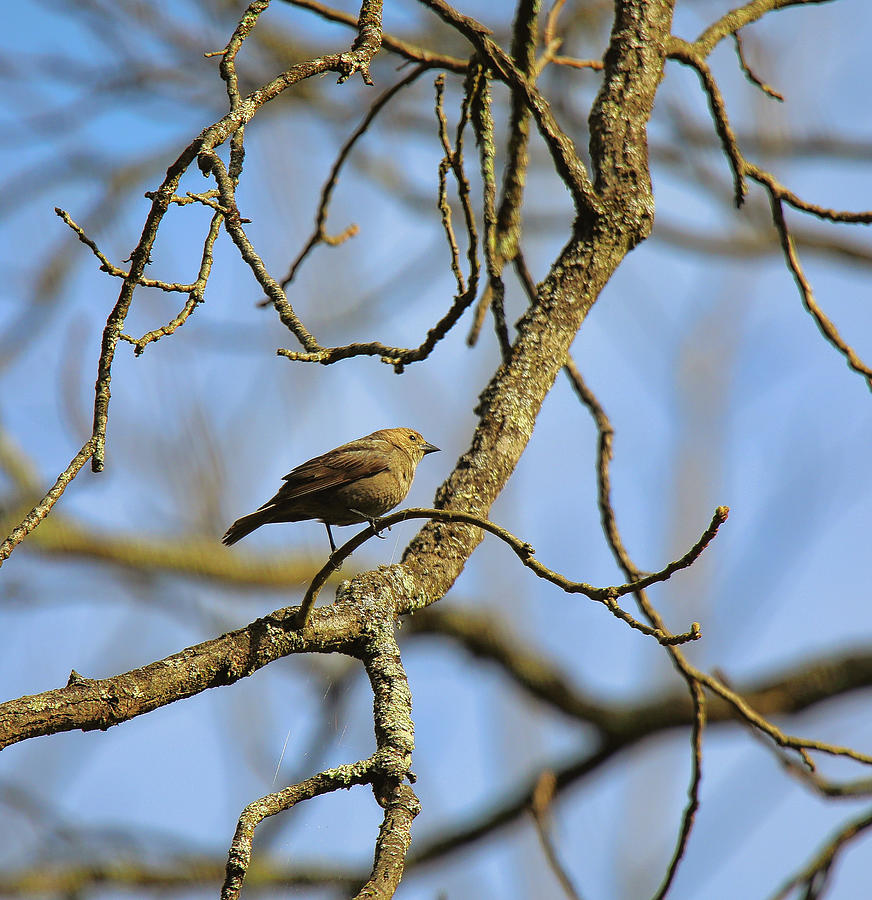 Rusty Blackbird Photograph by Scott Burd