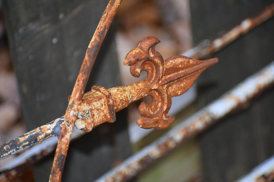 Rusty but beautiful Photograph by Lauren Sage Rusty but beautiful Photograph by Lauren Sage