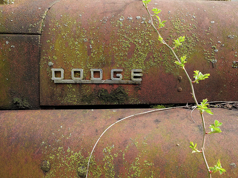 Rusty Dodge Pickup Truck Photograph by William Jobes
