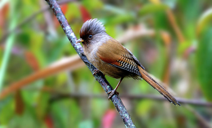 Rusty Fronted Barwing, Bird by Amit Rane