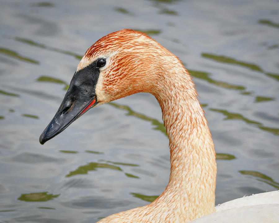Rusty Neck Swan Photograph by Michelle Wittensoldner