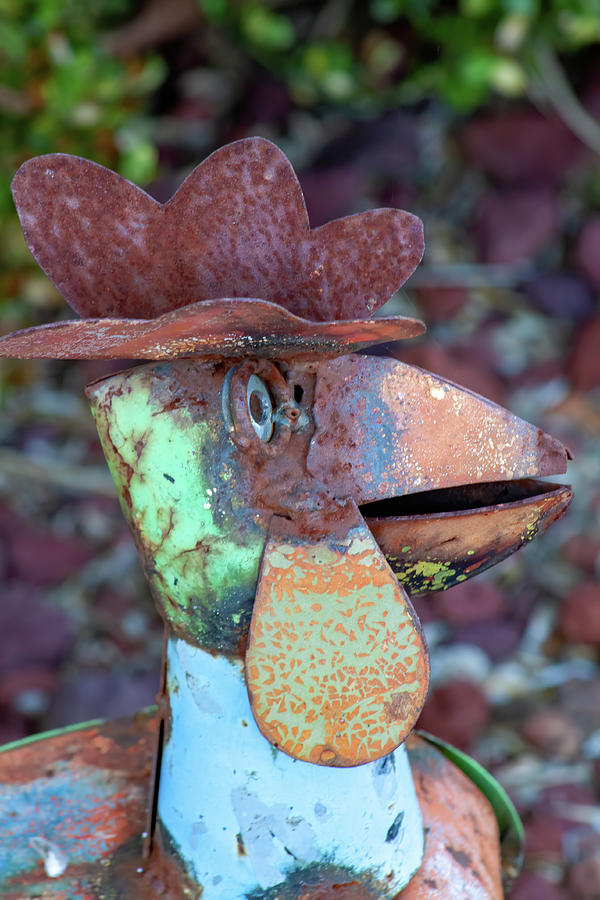 Rusty Rooster Photograph by David Beard - Fine Art America