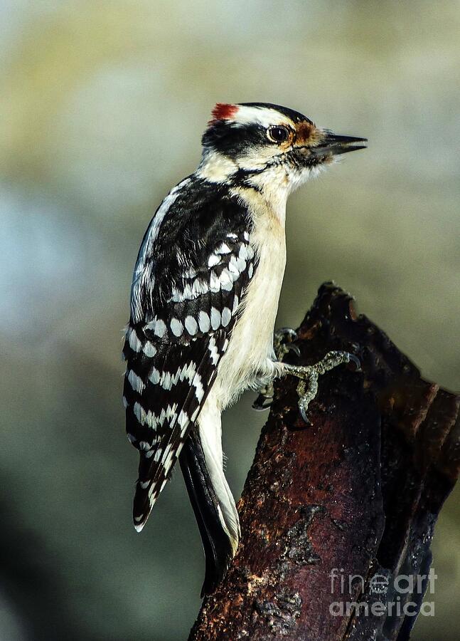 Rusty The Male Hairy Woodpecker Photograph