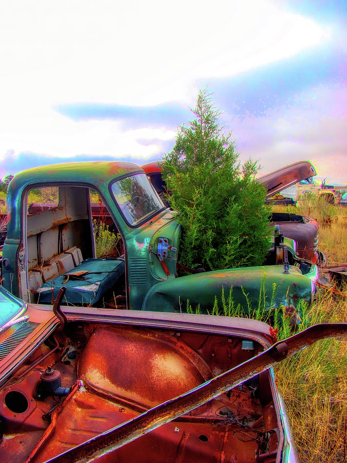 Rusty Trucks and tree  Photograph by Cathy Anderson