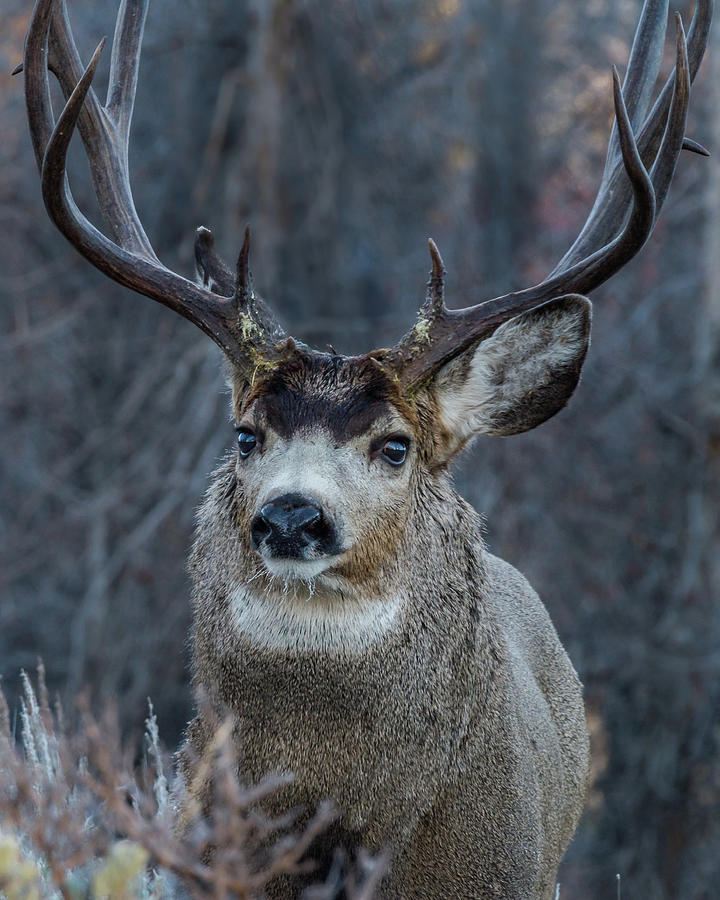 Rut Crazy Muley Buck Photograph by Yeates Photography - Fine Art America