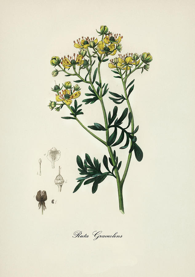 Nature Digital Art - Ruta Graveolens - Rue - Medical Botany - Vintage Botanical Illustration - Medicinal Plants and Herbs by Studio Grafiikka
