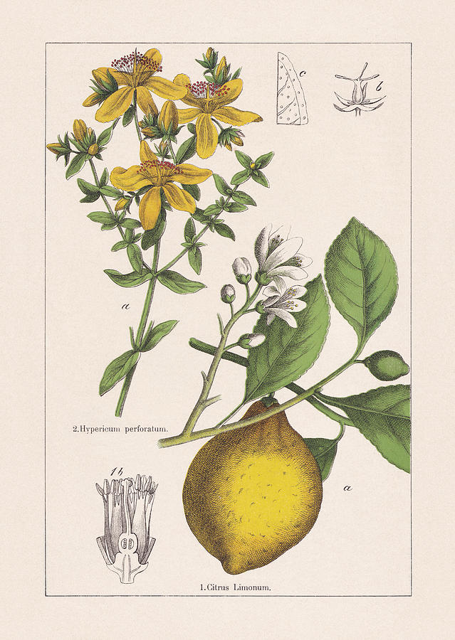 Rutaceae, Hypericaceae, chromolithograph, published in 1895 Drawing by Zu_09