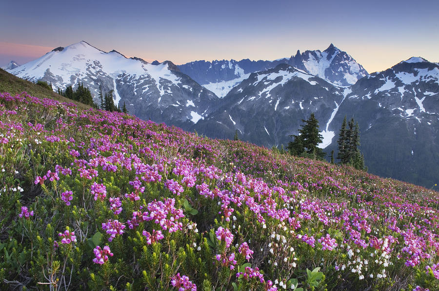Ruth Mountain and Mount Shuksan North Cascades Photograph by Alan Majchrowicz