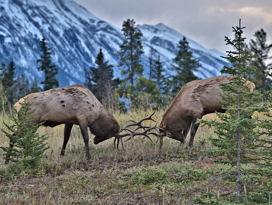 Rutting Elk - Banff Photograph by Stephen Vecchiotti