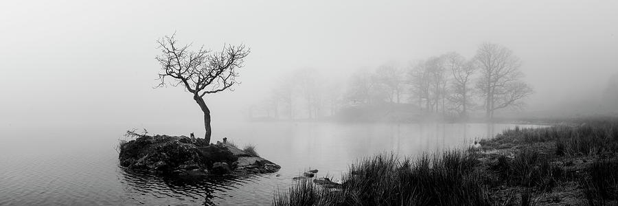 Rydal water lone tree black and white lake district Photograph by Sonny Ryse