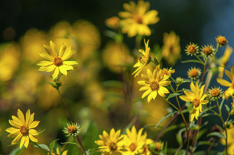 Rydberg Sunflowers Photograph by Jenny Rainbow