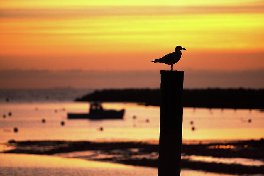 Seagull Photograph - Rye Harbor Sunrise by Eric Gendron