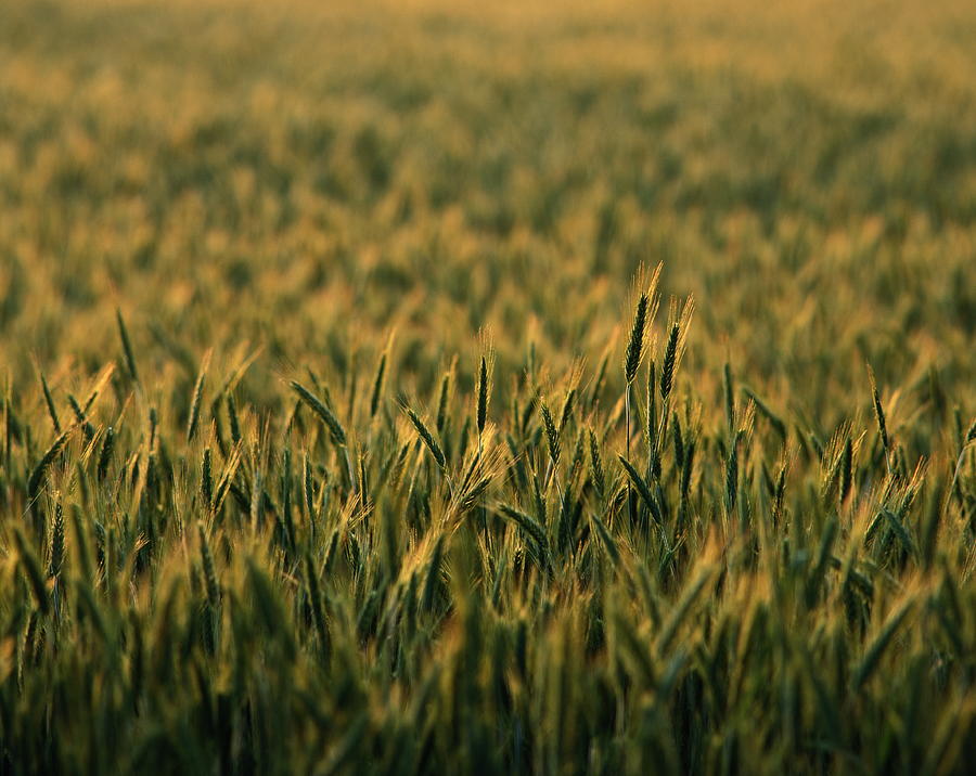 Rye (Secale cereale) field, close-up Photograph by Roine Magnusson