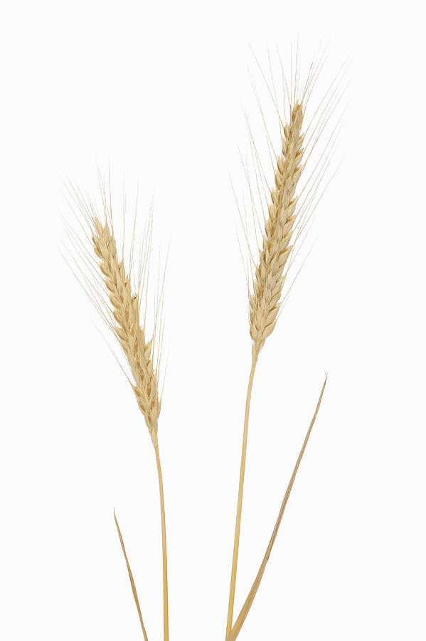 Rye (Secale cereale), white background. Photograph by Martin Ruegner