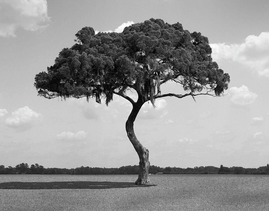 Black And White Photograph - S Shaped Tree by Mike McGlothlen
