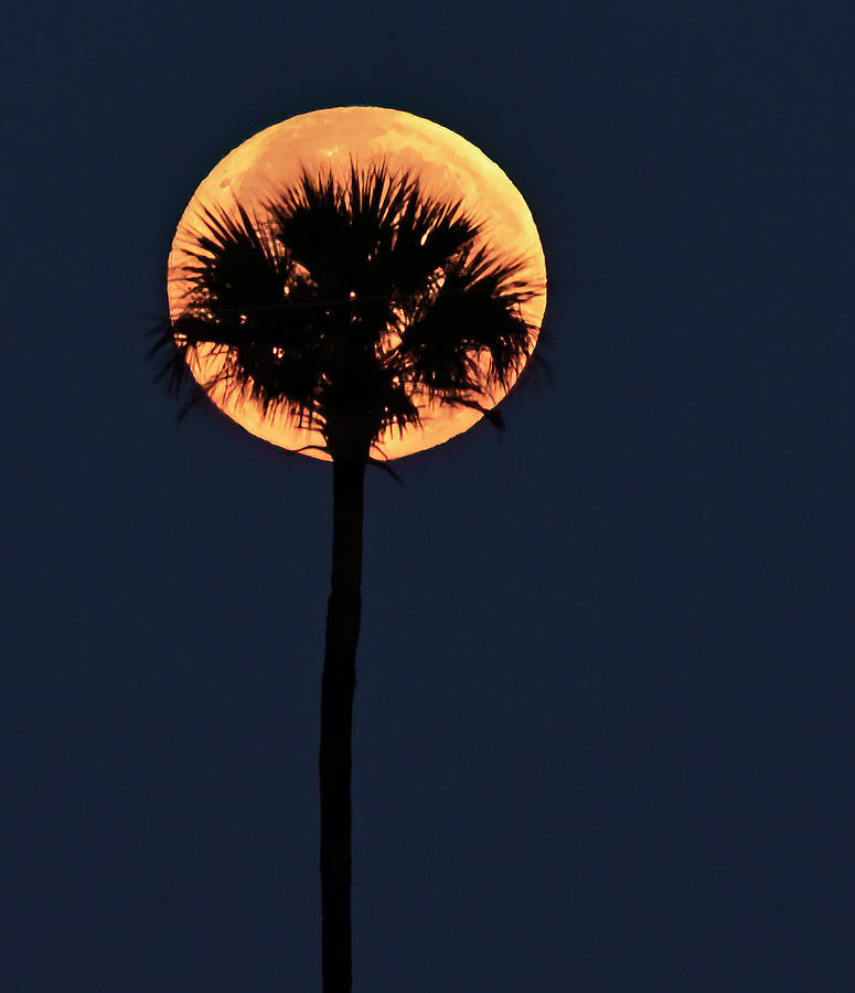Sabal Palm Moonset Photograph by Cindy McIntyre