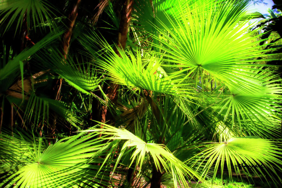 Sabal Palms Photograph by Alan Hausenflock