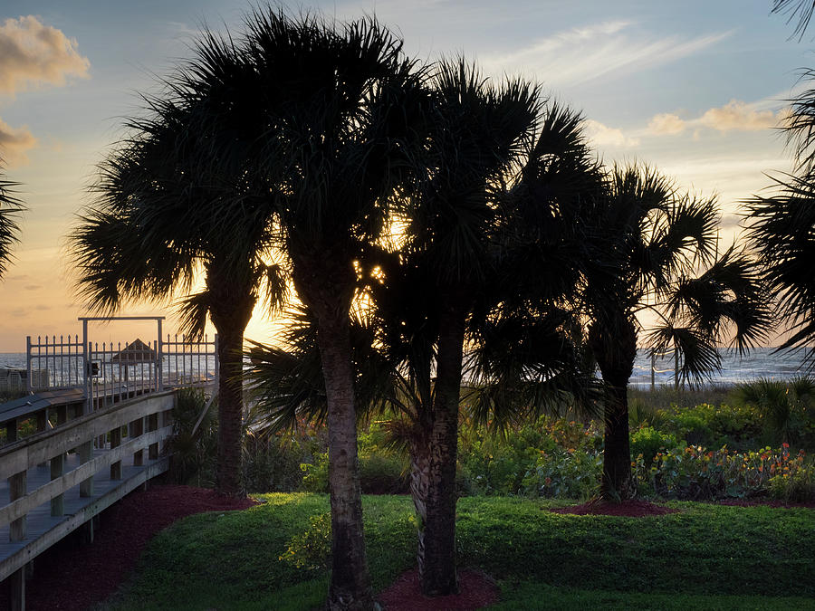 Sabal Palms Silhouetted.. Photograph by David Choate - Pixels