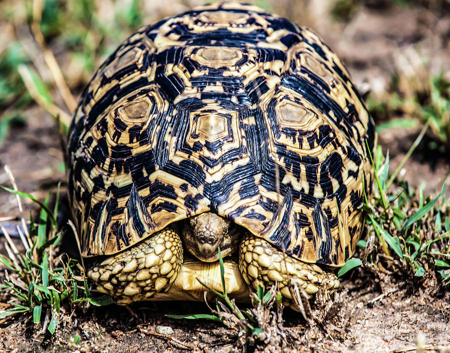 Sabi Sands turtle Digital Art by Jules Follett - Fine Art America