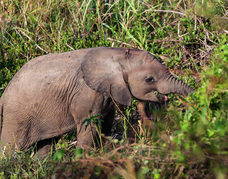 Sabi SandsBaby Elephant tongue Digital Art by Jules Follett - Pixels