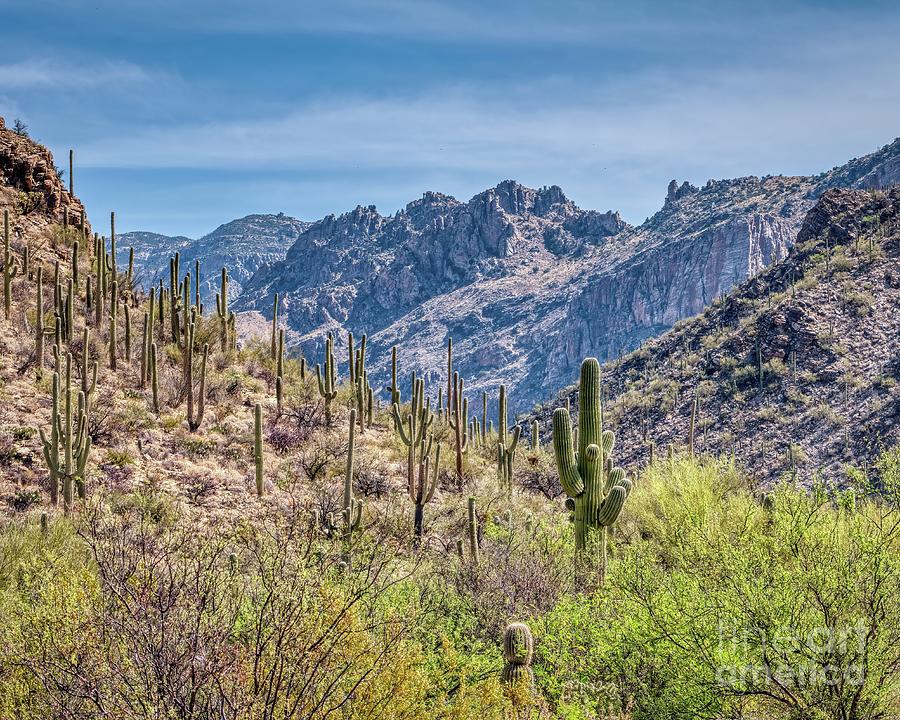 Sabino Canyon Recreation Area at Tucson Arizona Photograph by Kenneth Roberts