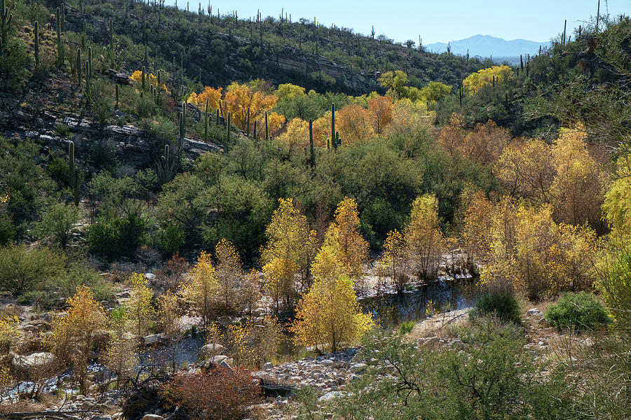 Sabino Canyon Tucson Arizona Photograph by Mary Lee Dereske