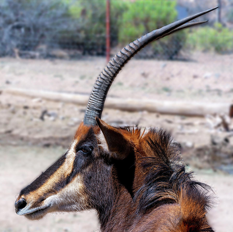Sable Antelope Photograph by Al Judge