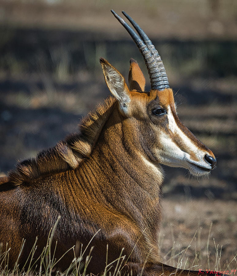 Sable Antelope Boerne, Texas Photograph by Rene Vasquez