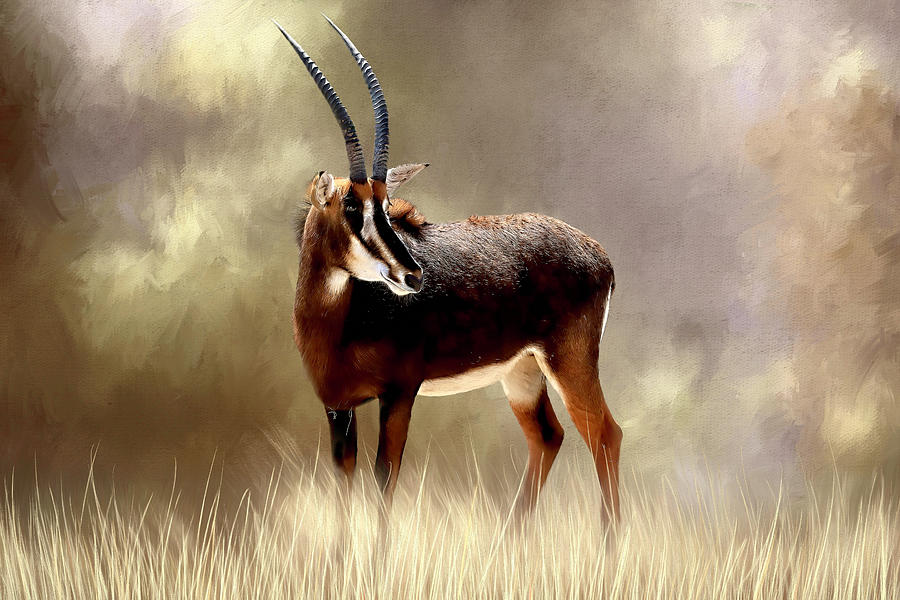 Sable Antelope Photograph by Donna Kennedy